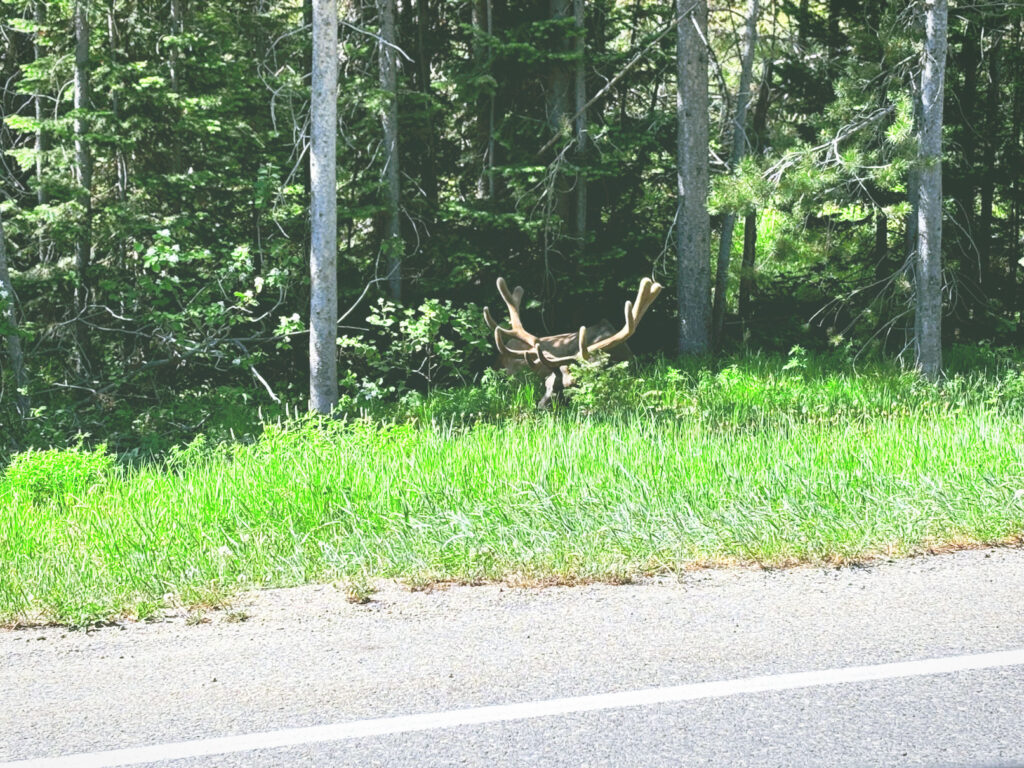 アメリカワイオミング州グランドティトン国立公園GrandTetonNationalPark見どころ魅力トレイル・ハイキングモデルコース日本人観光