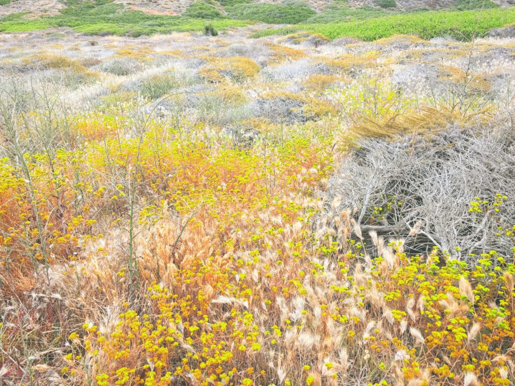 アメリカカリフォルニア州カブリヨ国定公園Cabrillo National Monument見どころ魅力トレイル・ハイキングモデルコース日本人観光