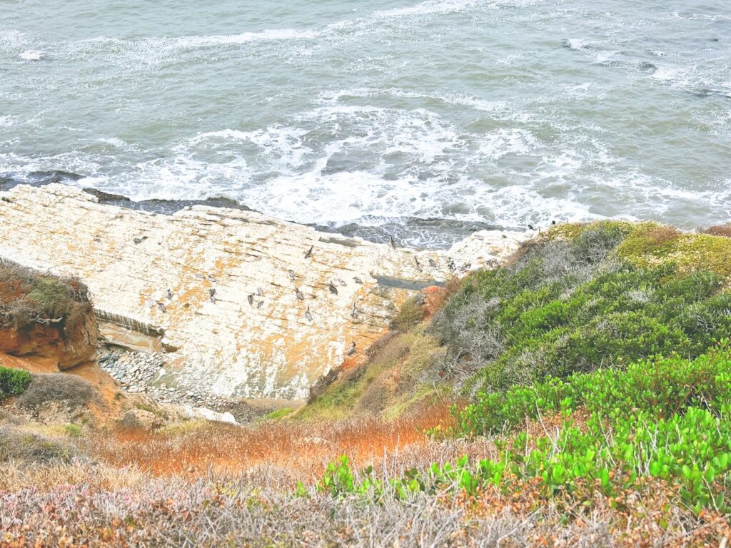 アメリカカリフォルニア州カブリヨ国定公園Cabrillo National Monument見どころ魅力トレイル・ハイキングモデルコース日本人観光