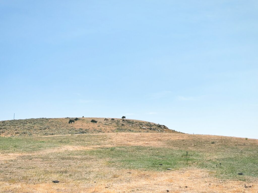 アメリカワイオミング州ベアーリバー州立公園Bear River State Park見どころ魅力トレイル・ハイキングモデルコース日本人観光