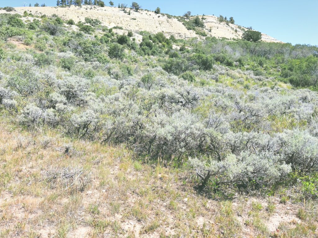 アメリカワイオミング州フォッシルビュート国定公園ossil Butte National Monument見どころ魅力トレイル・ハイキングモデルコース日本人観光