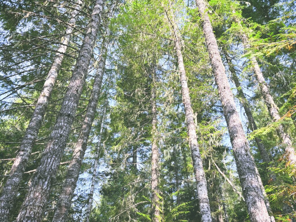 アメリカワシントン州マウントレーニア国立公園Mount Rainier National Park見どころ魅力トレイル・ハイキングモデルコース日本人観光