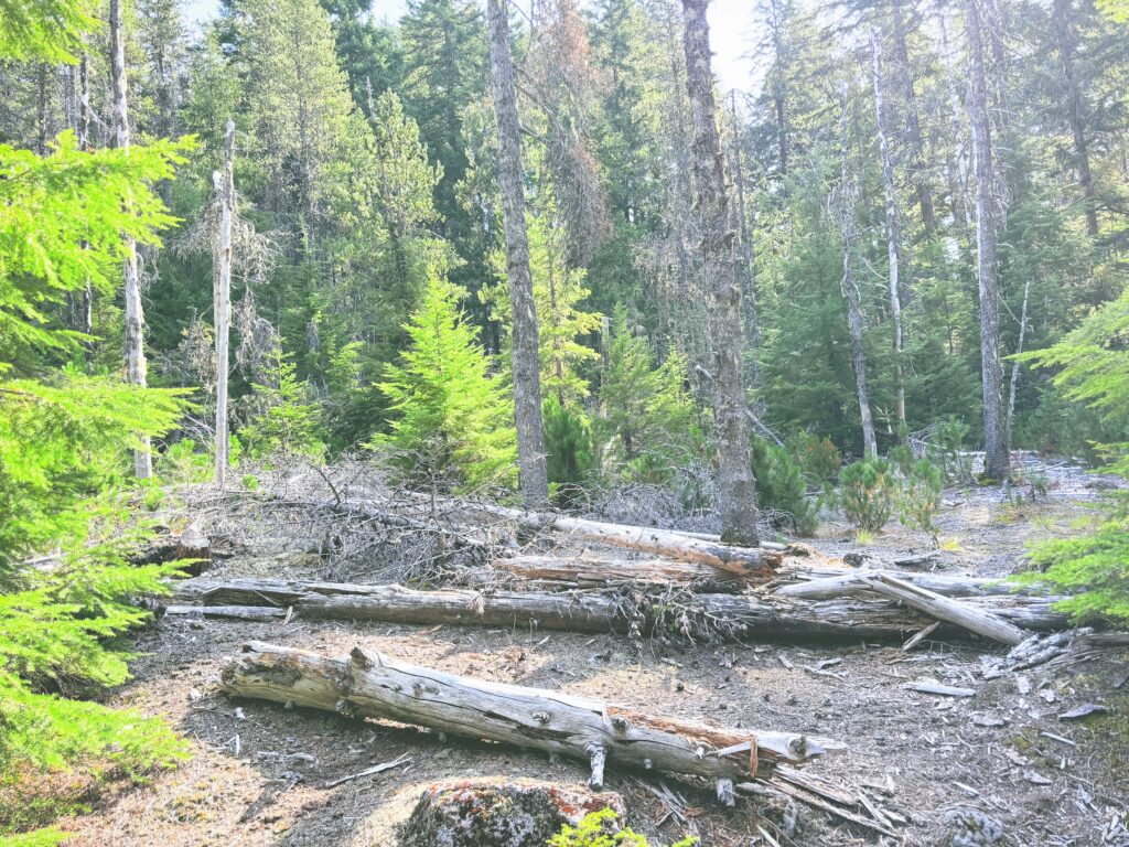 アメリカワシントン州マウントレーニア国立公園Mount Rainier National Park見どころ魅力トレイル・ハイキングモデルコース日本人観光