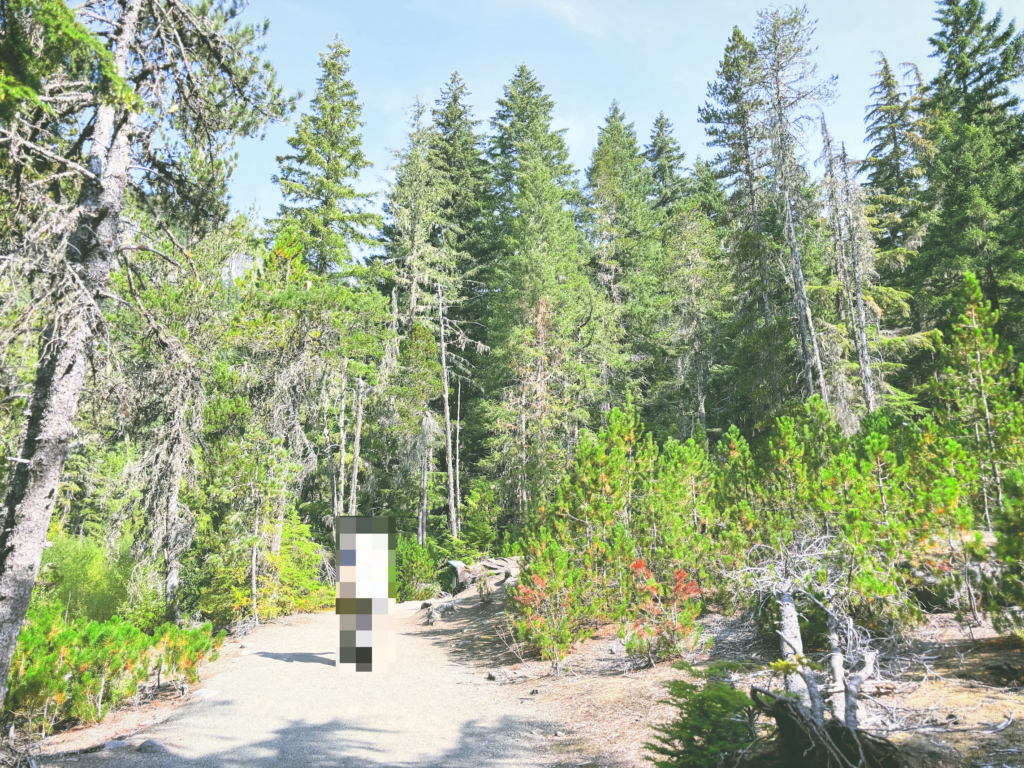 アメリカワシントン州マウントレーニア国立公園Mount Rainier National Park見どころ魅力トレイル・ハイキングモデルコース日本人観光