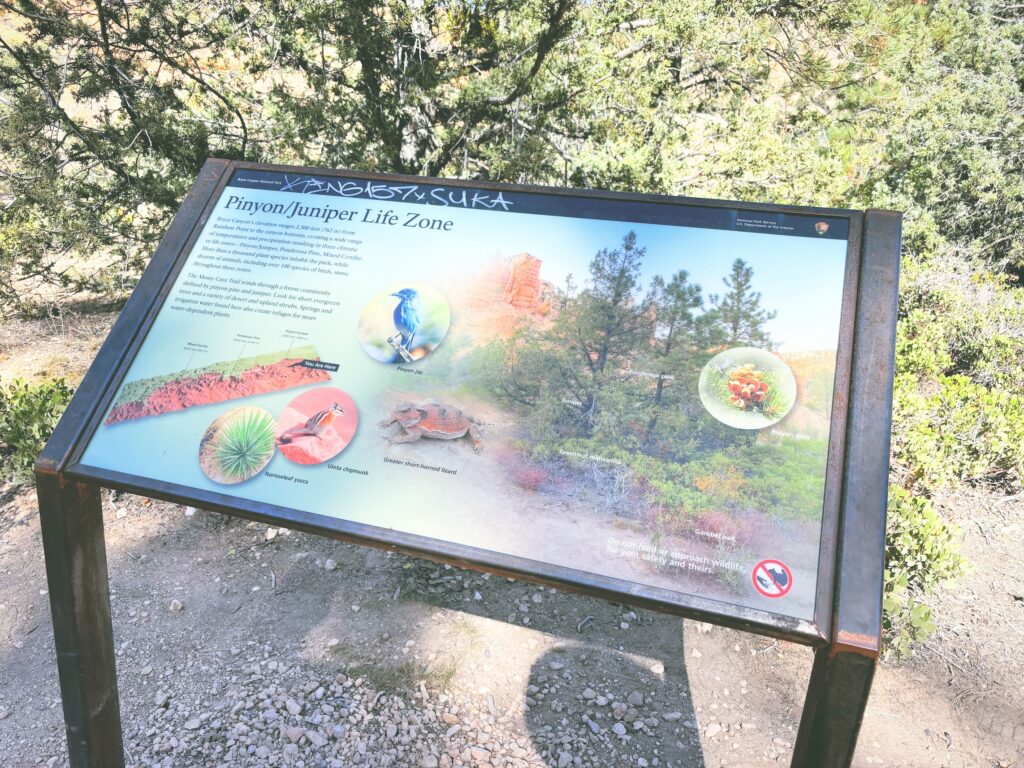 アメリカユタ州ブライスキャニオン国立公園Bryce Canyon National Park見どころ魅力トレイル・ハイキングモデルコース日本人観光