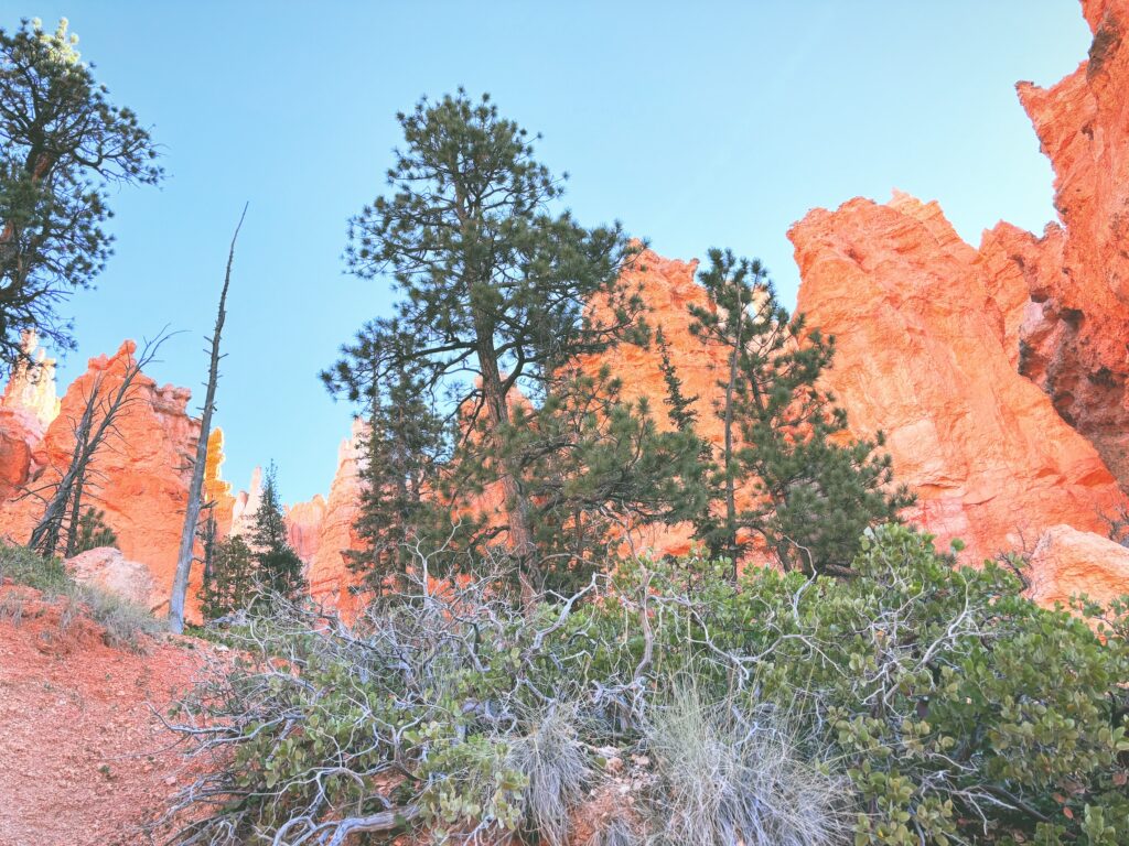 アメリカユタ州ブライスキャニオン国立公園Bryce Canyon National Park見どころ魅力トレイル・ハイキングモデルコース日本人観光