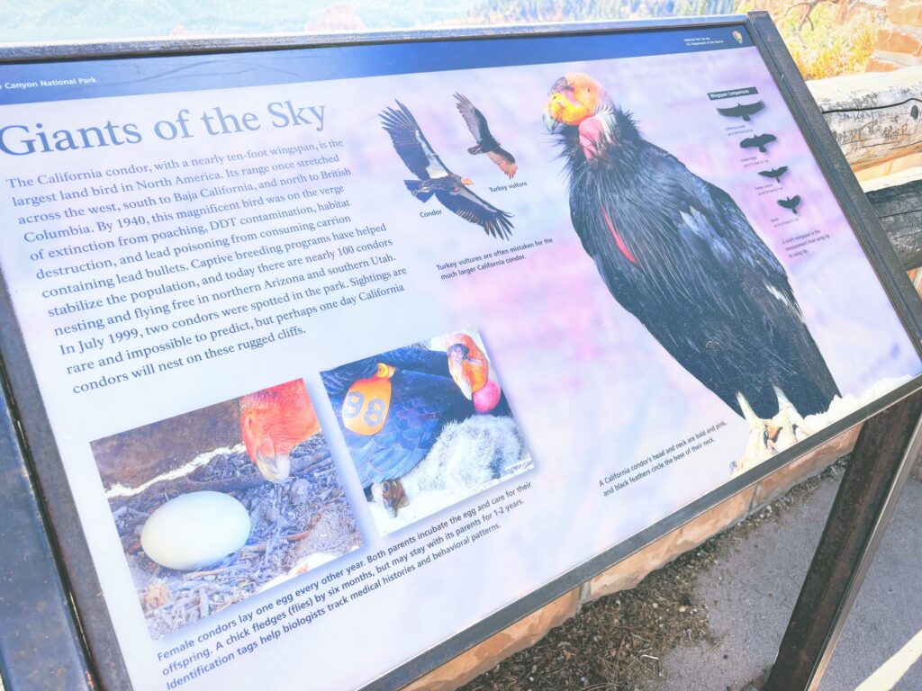 アメリカユタ州ブライスキャニオン国立公園Bryce Canyon National Park見どころ魅力トレイル・ハイキングモデルコース日本人観光