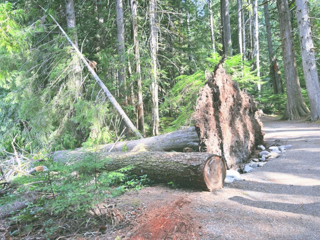 アメリカワシントン州マウントレーニア国立公園Mount Rainier National Park見どころ魅力トレイル・ハイキングモデルコース日本人観光