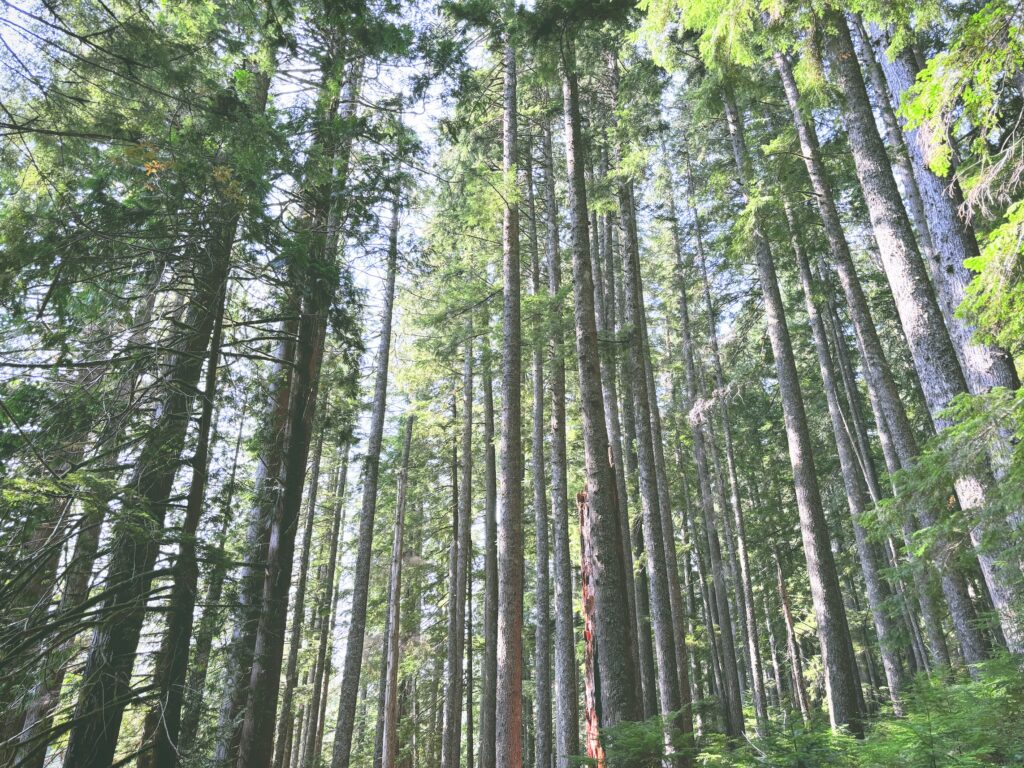 アメリカワシントン州マウントレーニア国立公園Mount Rainier National Park見どころ魅力トレイル・ハイキングモデルコース日本人観光