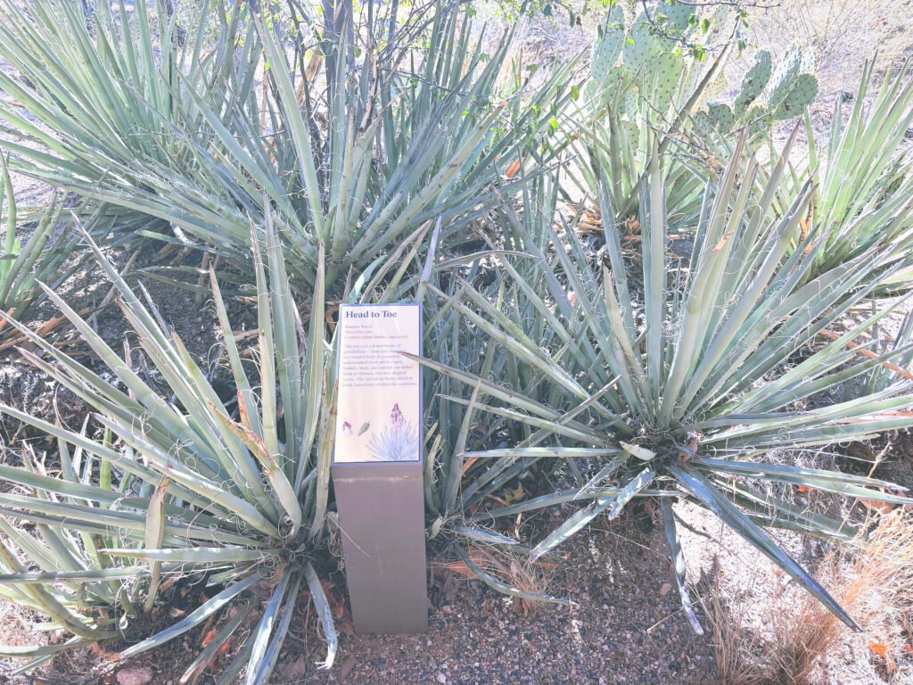 アメリカアリゾナ州モンテズマキャッスル国定公園Montezuma Castle National Monument見どころ魅力トレイル・ハイキングモデルコース日本人観光