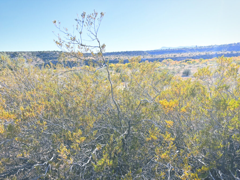 アメリカアリゾナ州モンテズマキャッスル国定公園Montezuma Castle National Monument見どころ魅力トレイル・ハイキングモデルコース日本人観光