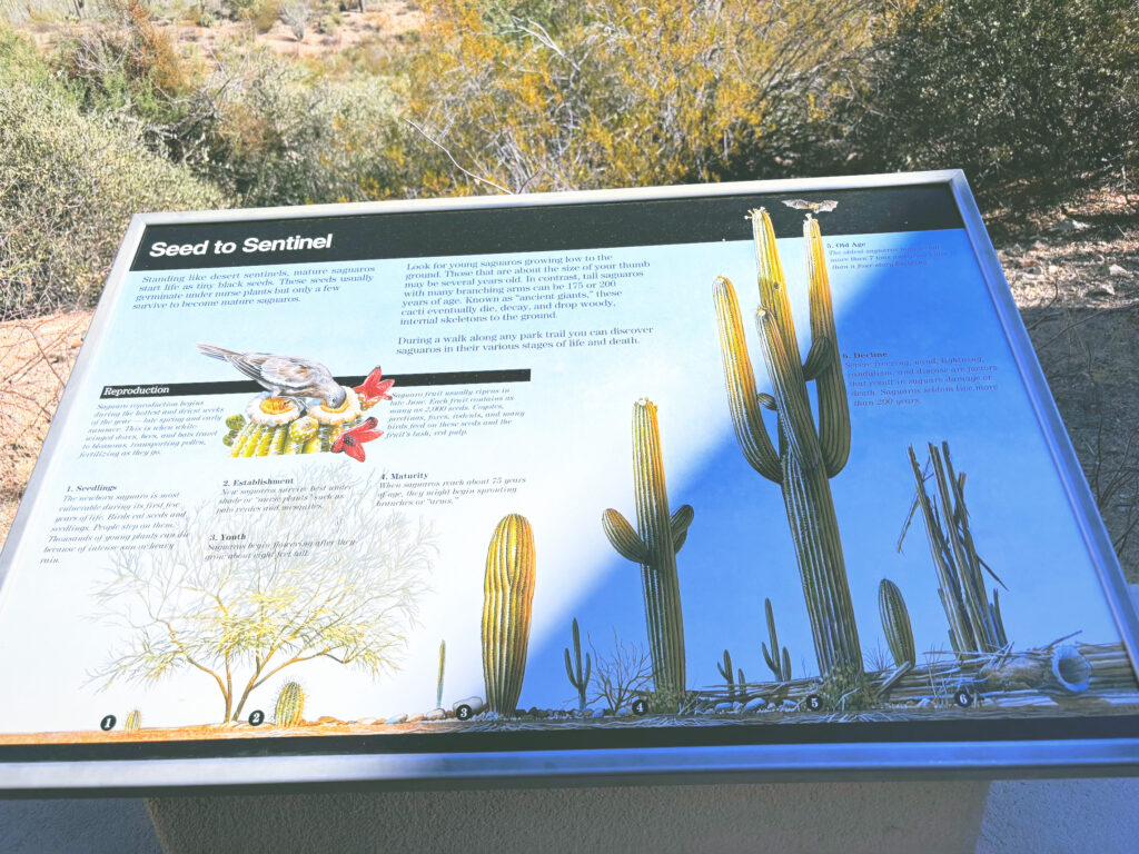 アメリカアリゾナ州サワロ国立公園Saguaro National Park見どころ魅力トレイル・ハイキングモデルコース日本人観光