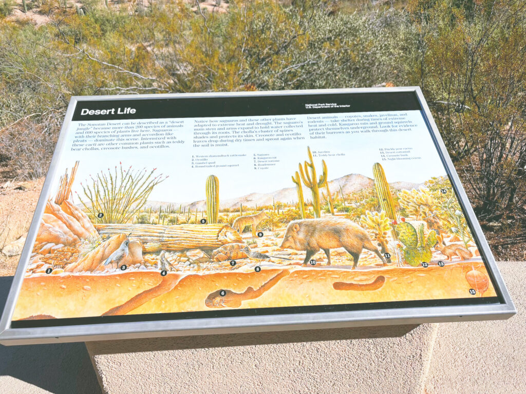 アメリカアリゾナ州サワロ国立公園Saguaro National Park見どころ魅力トレイル・ハイキングモデルコース日本人観光