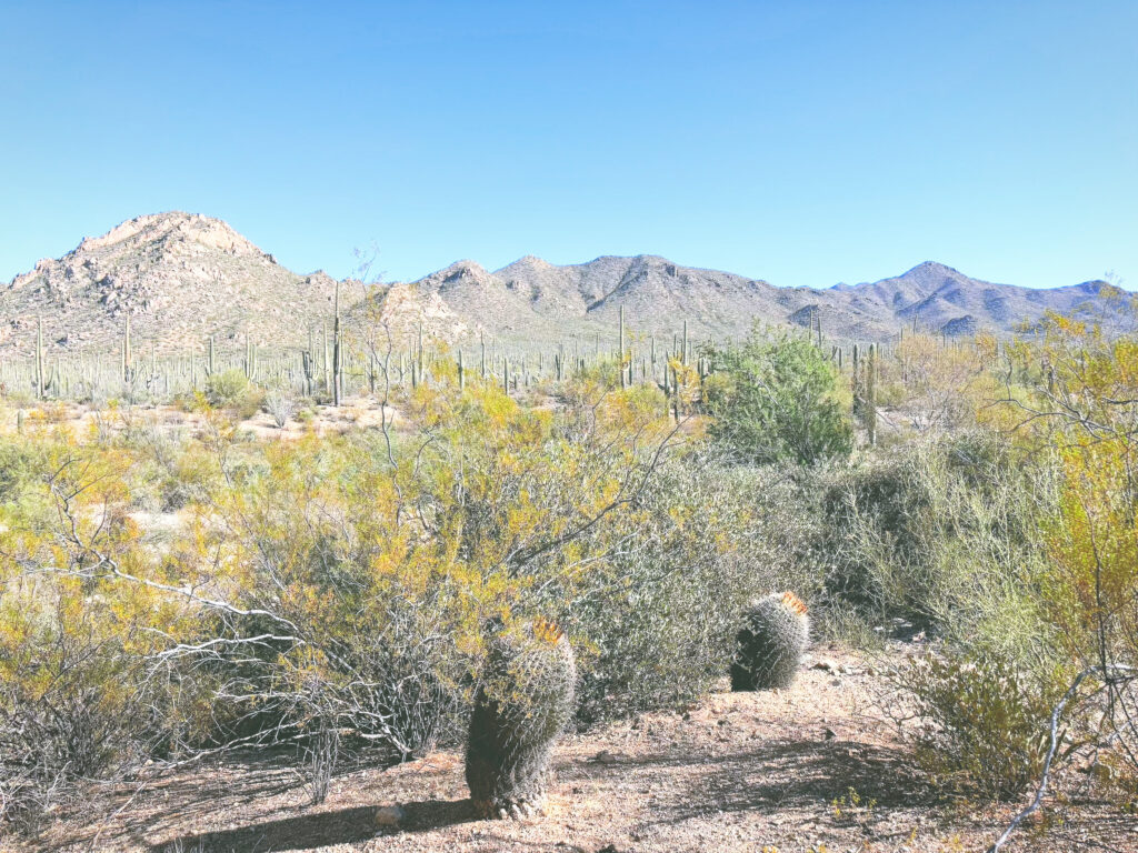 アメリカアリゾナ州サワロ国立公園Saguaro National Park見どころ魅力トレイル・ハイキングモデルコース日本人観光