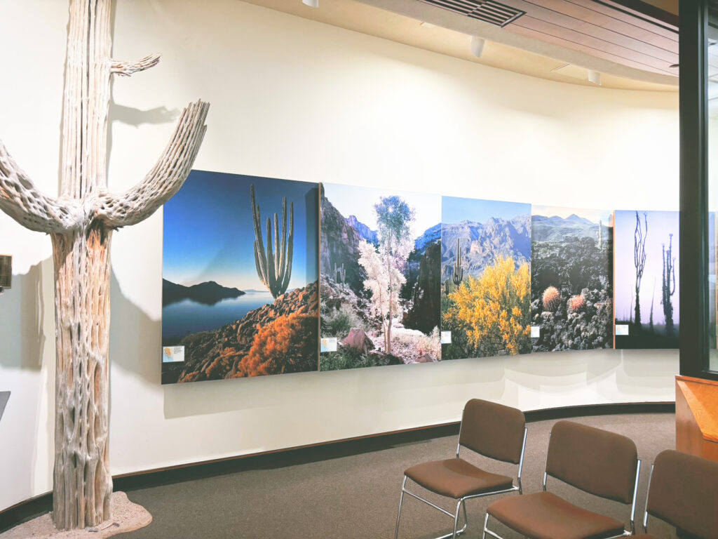 アメリカアリゾナ州サワロ国立公園Saguaro National Park見どころ魅力トレイル・ハイキングモデルコース日本人観光