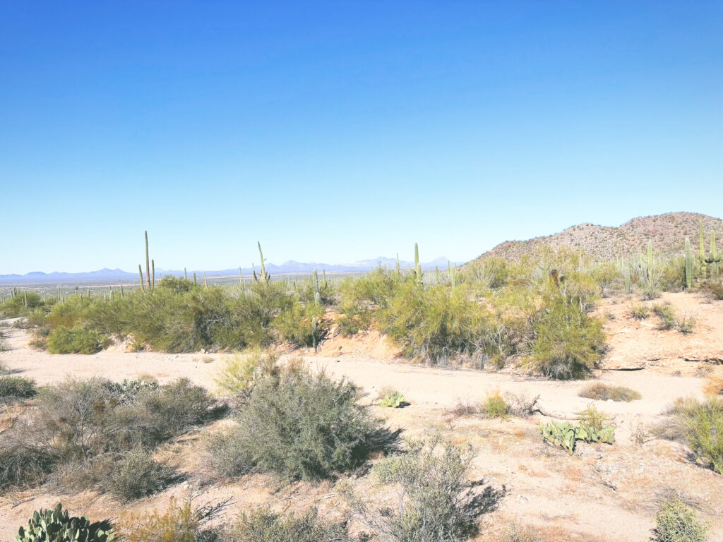 アメリカアリゾナ州サワロ国立公園Saguaro National Park見どころ魅力トレイル・ハイキングモデルコース日本人観光