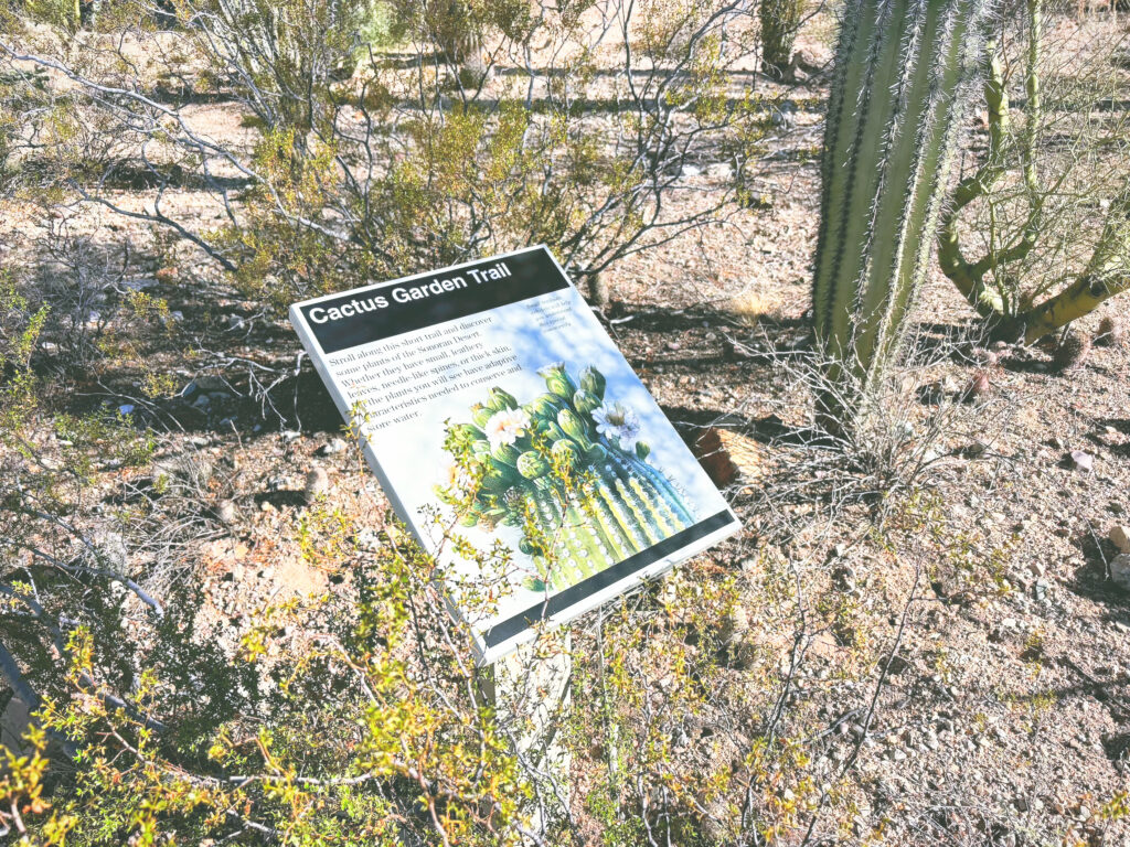 アメリカアリゾナ州サワロ国立公園Saguaro National Park見どころ魅力トレイル・ハイキングモデルコース日本人観光