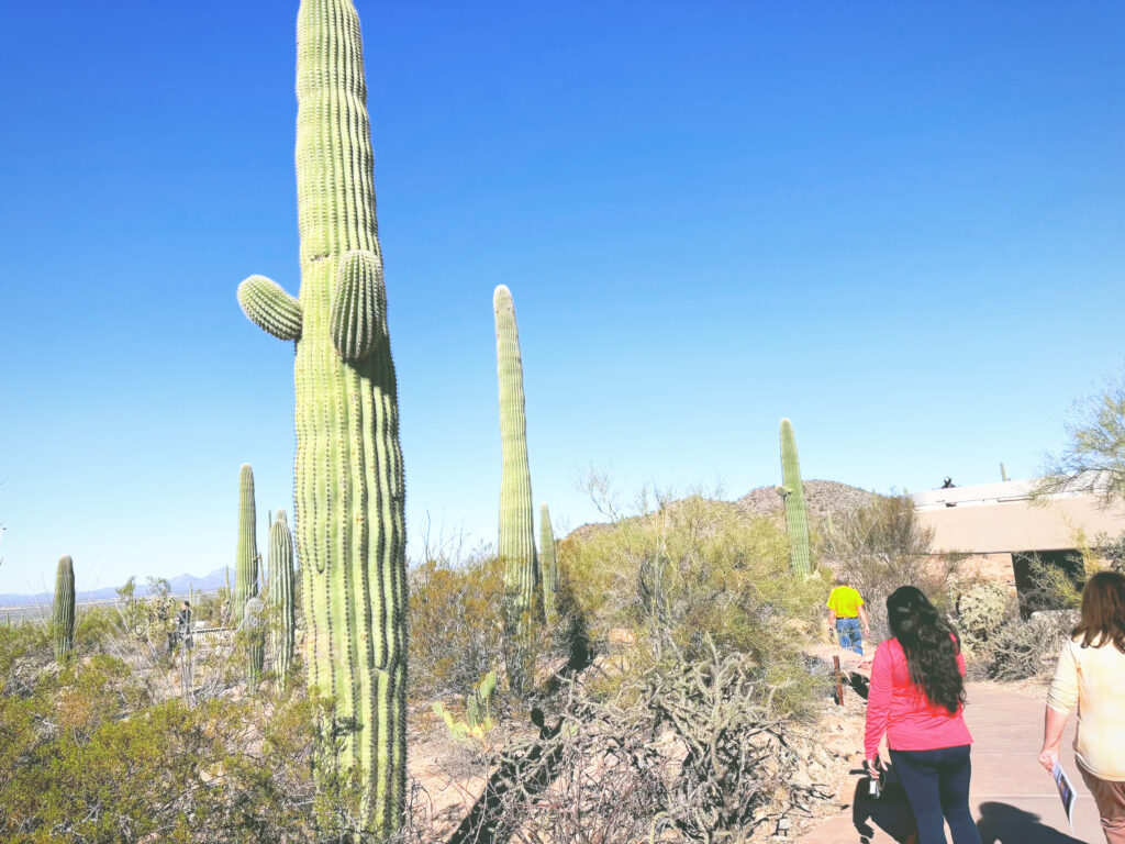 アメリカアリゾナ州サワロ国立公園Saguaro National Park見どころ魅力トレイル・ハイキングモデルコース日本人観光