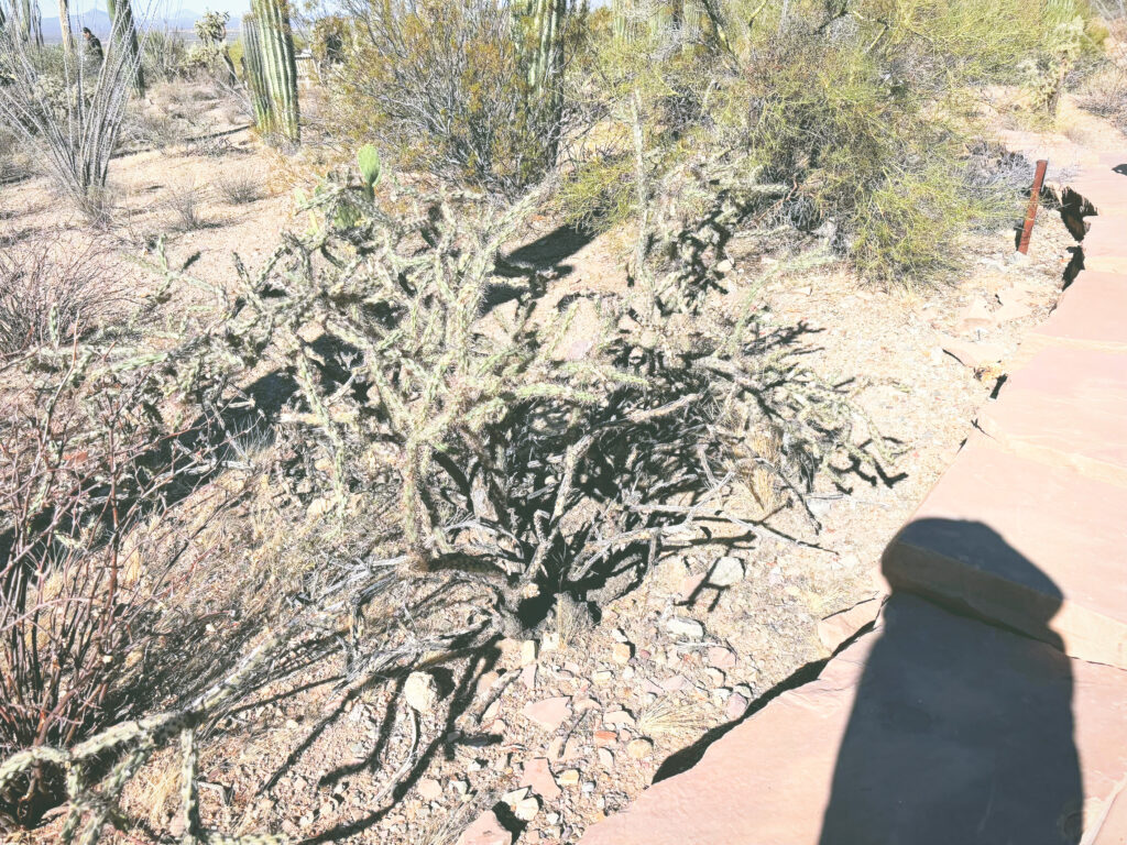 アメリカアリゾナ州サワロ国立公園Saguaro National Park見どころ魅力トレイル・ハイキングモデルコース日本人観光