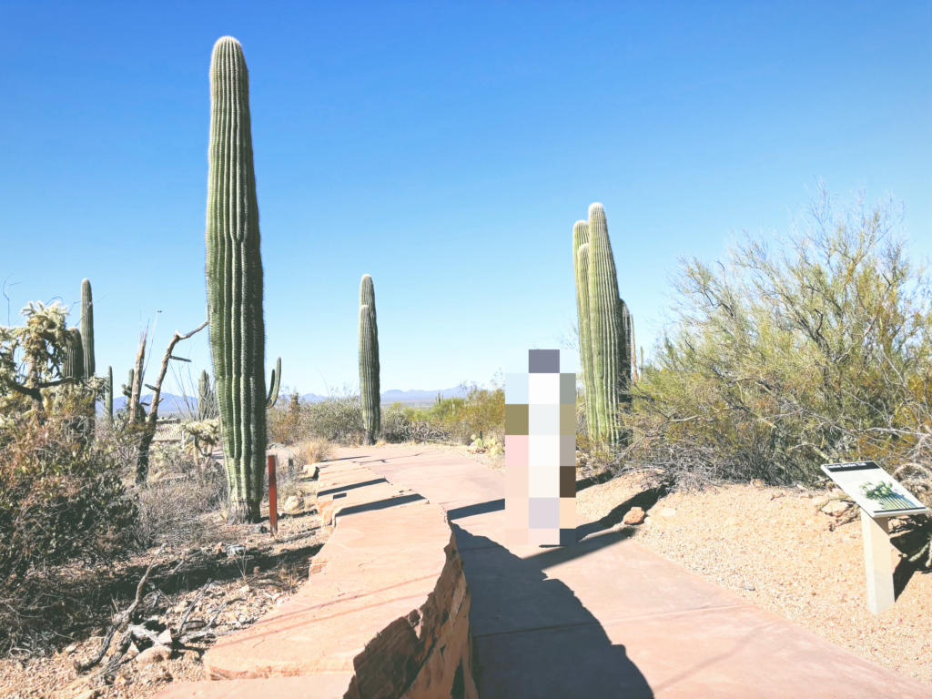 アメリカアリゾナ州サワロ国立公園Saguaro National Park見どころ魅力トレイル・ハイキングモデルコース日本人観光