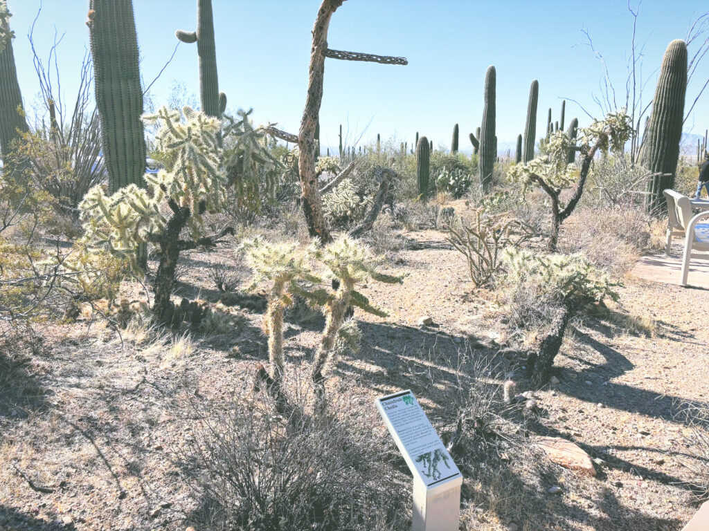 アメリカアリゾナ州サワロ国立公園Saguaro National Park見どころ魅力トレイル・ハイキングモデルコース日本人観光