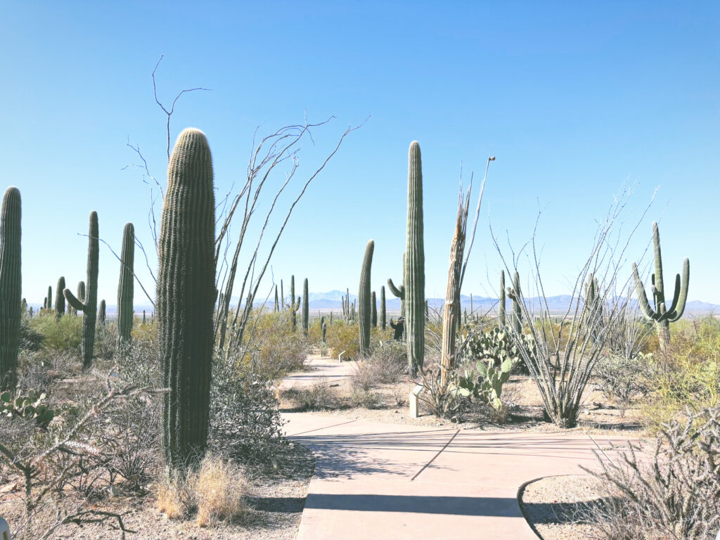 アメリカアリゾナ州サワロ国立公園Saguaro National Park見どころ魅力トレイル・ハイキングモデルコース日本人観光