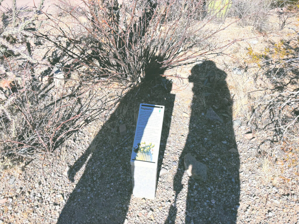 アメリカアリゾナ州サワロ国立公園Saguaro National Park見どころ魅力トレイル・ハイキングモデルコース日本人観光