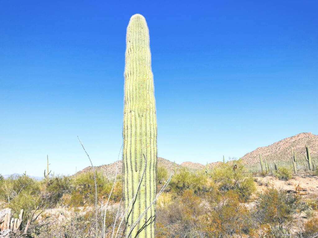 アメリカアリゾナ州サワロ国立公園Saguaro National Park見どころ魅力トレイル・ハイキングモデルコース日本人観光