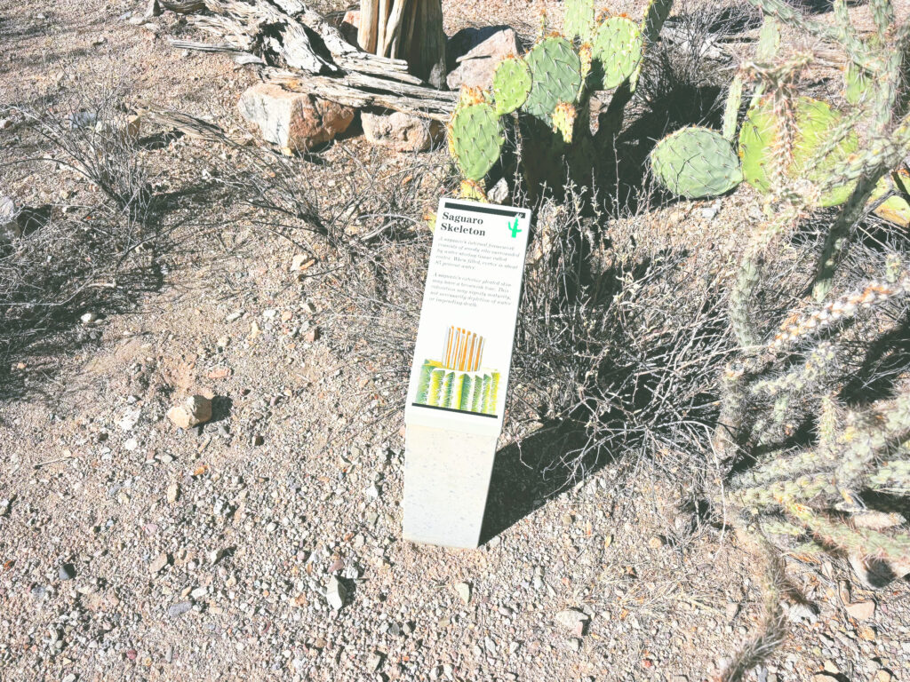 アメリカアリゾナ州サワロ国立公園Saguaro National Park見どころ魅力トレイル・ハイキングモデルコース日本人観光