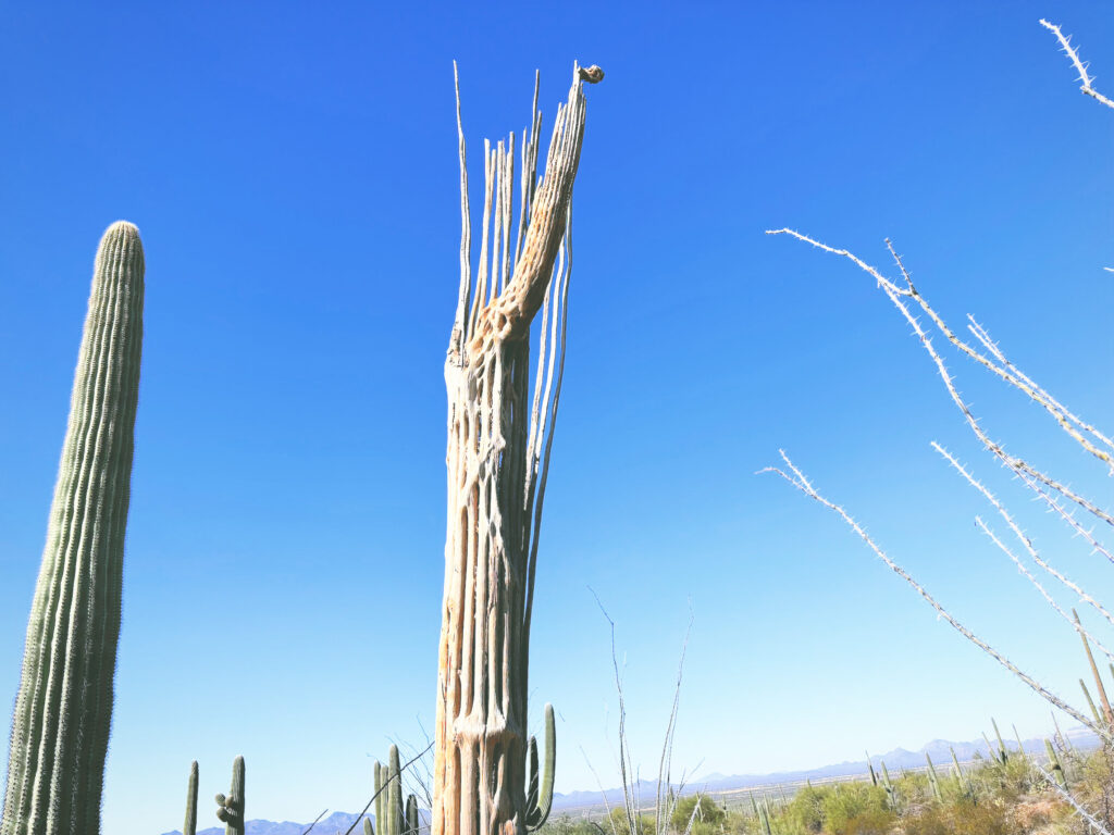 アメリカアリゾナ州サワロ国立公園Saguaro National Park見どころ魅力トレイル・ハイキングモデルコース日本人観光