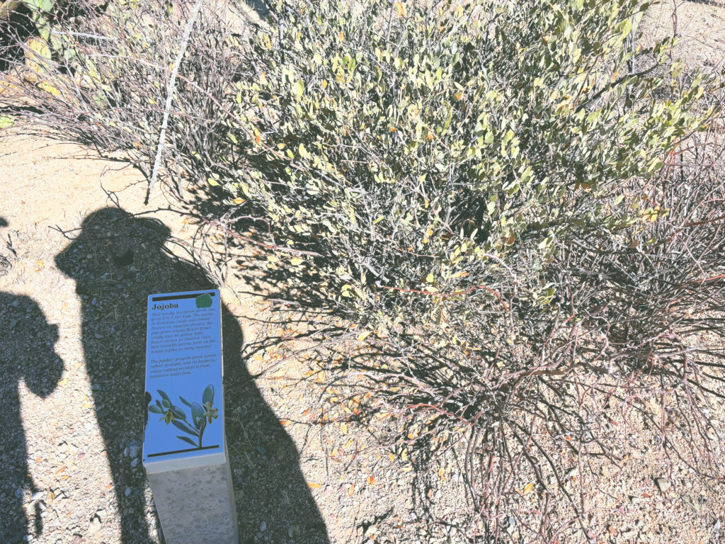 アメリカアリゾナ州サワロ国立公園Saguaro National Park見どころ魅力トレイル・ハイキングモデルコース日本人観光