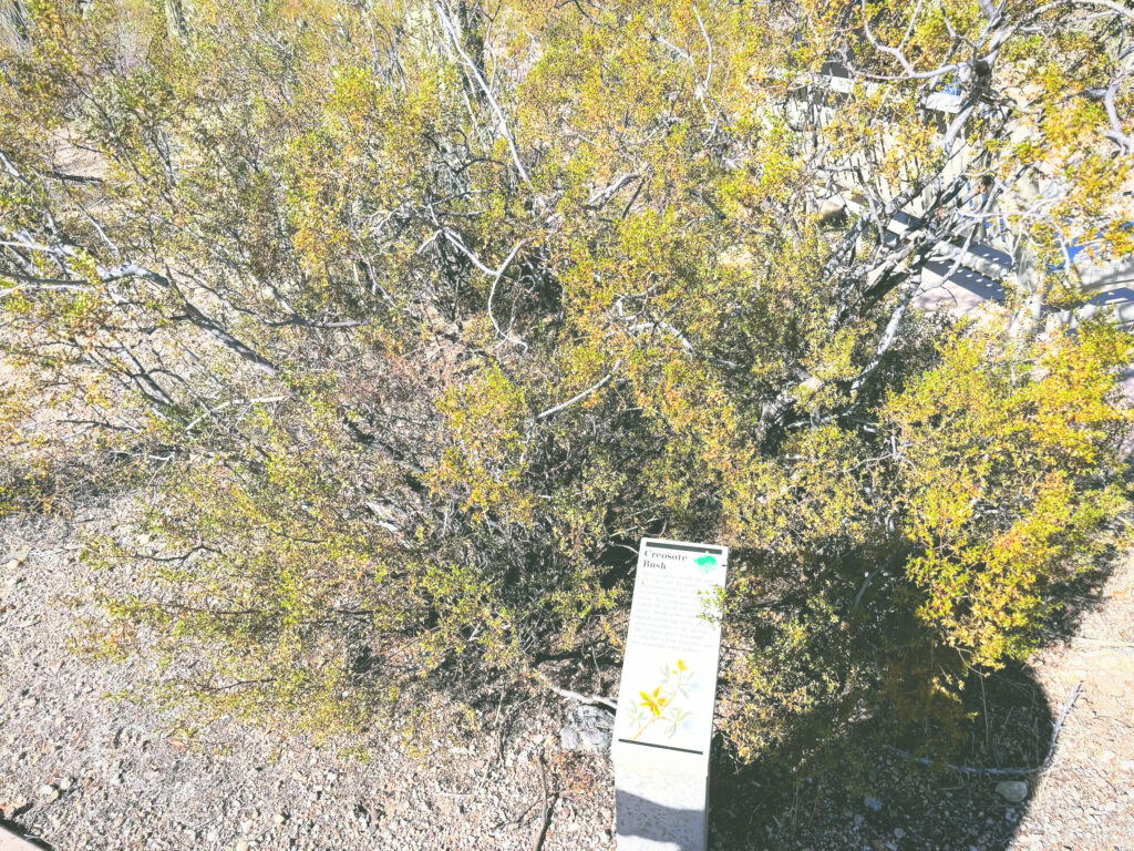 アメリカアリゾナ州サワロ国立公園Saguaro National Park見どころ魅力トレイル・ハイキングモデルコース日本人観光