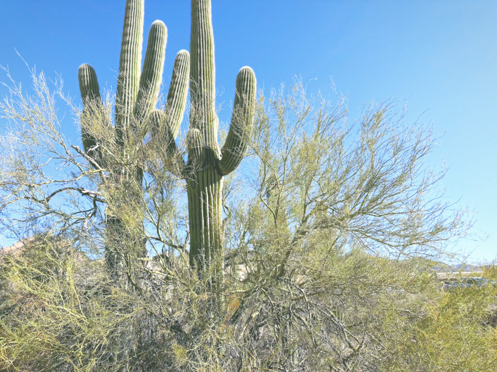 アメリカアリゾナ州サワロ国立公園Saguaro National Park見どころ魅力トレイル・ハイキングモデルコース日本人観光