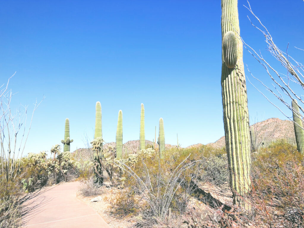 アメリカアリゾナ州サワロ国立公園Saguaro National Park見どころ魅力トレイル・ハイキングモデルコース日本人観光