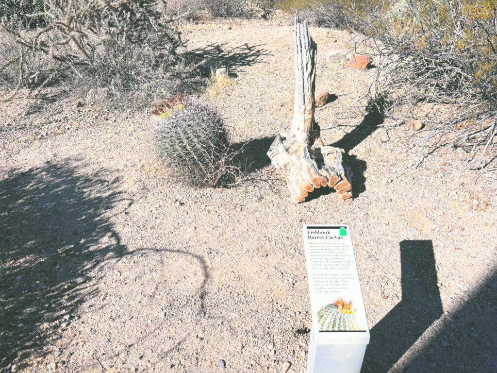 アメリカアリゾナ州サワロ国立公園Saguaro National Park見どころ魅力トレイル・ハイキングモデルコース日本人観光