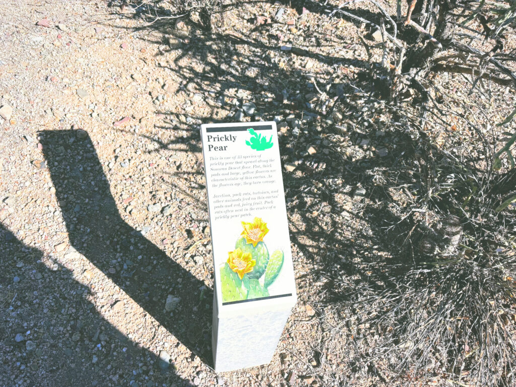 アメリカアリゾナ州サワロ国立公園Saguaro National Park見どころ魅力トレイル・ハイキングモデルコース日本人観光