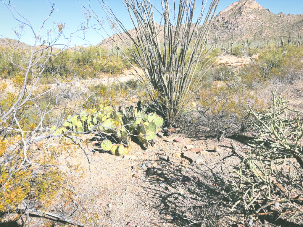 アメリカアリゾナ州サワロ国立公園Saguaro National Park見どころ魅力トレイル・ハイキングモデルコース日本人観光