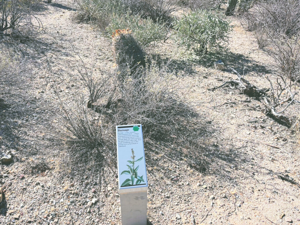 アメリカアリゾナ州サワロ国立公園Saguaro National Park見どころ魅力トレイル・ハイキングモデルコース日本人観光