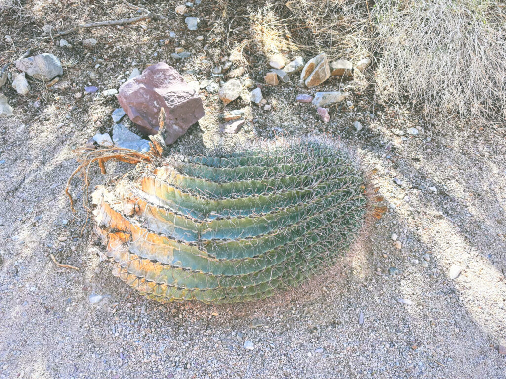 アメリカアリゾナ州サワロ国立公園Saguaro National Park見どころ魅力トレイル・ハイキングモデルコース日本人観光