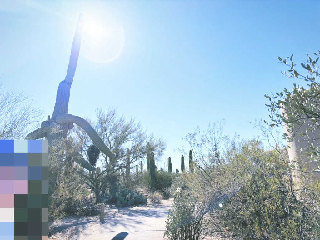 アメリカアリゾナ州サワロ国立公園Saguaro National Park見どころ魅力トレイル・ハイキングモデルコース日本人観光