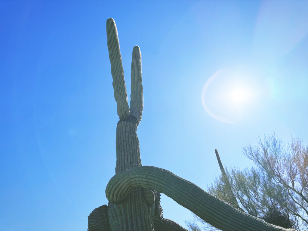 アメリカアリゾナ州サワロ国立公園Saguaro National Park見どころ魅力トレイル・ハイキングモデルコース日本人観光