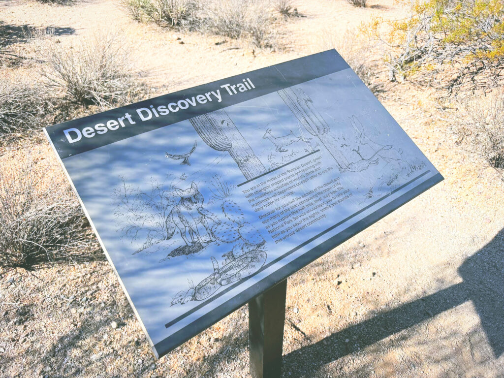 アメリカアリゾナ州サワロ国立公園Saguaro National Park見どころ魅力トレイル・ハイキングモデルコース日本人観光