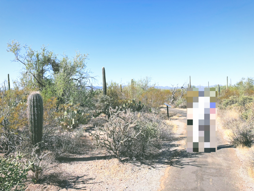 アメリカアリゾナ州サワロ国立公園Saguaro National Park見どころ魅力トレイル・ハイキングモデルコース日本人観光