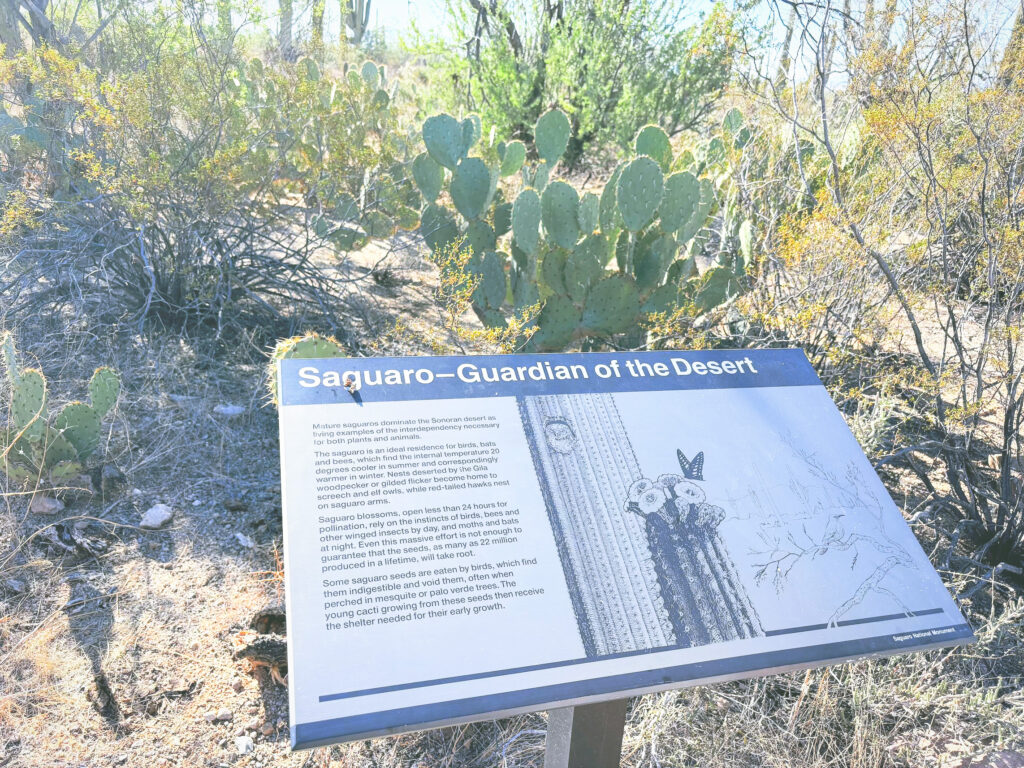 アメリカアリゾナ州サワロ国立公園Saguaro National Park見どころ魅力トレイル・ハイキングモデルコース日本人観光