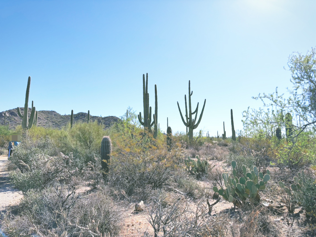 アメリカアリゾナ州サワロ国立公園Saguaro National Park見どころ魅力トレイル・ハイキングモデルコース日本人観光