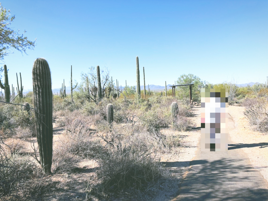 アメリカアリゾナ州サワロ国立公園Saguaro National Park見どころ魅力トレイル・ハイキングモデルコース日本人観光