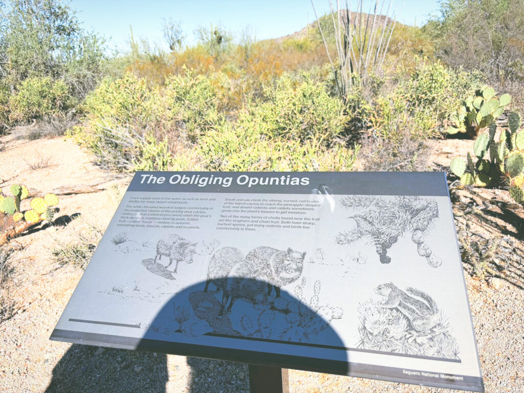 アメリカアリゾナ州サワロ国立公園Saguaro National Park見どころ魅力トレイル・ハイキングモデルコース日本人観光