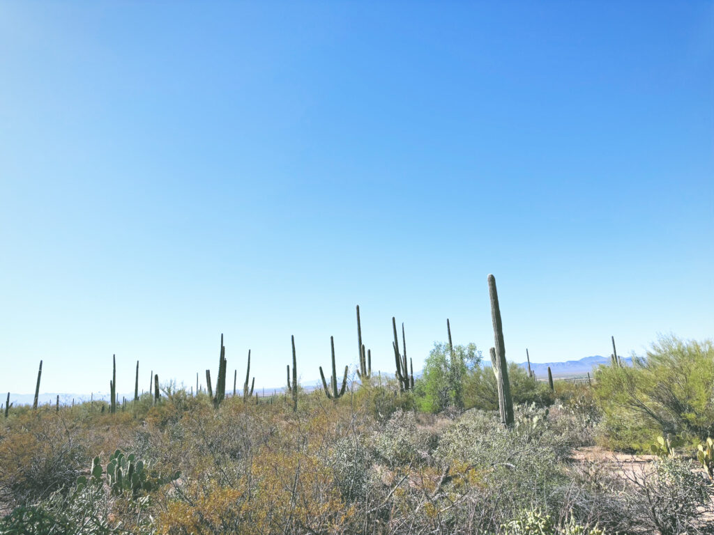 アメリカアリゾナ州サワロ国立公園Saguaro National Park見どころ魅力トレイル・ハイキングモデルコース日本人観光