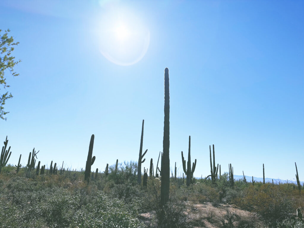 アメリカアリゾナ州サワロ国立公園Saguaro National Park見どころ魅力トレイル・ハイキングモデルコース日本人観光