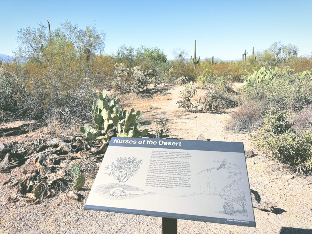 アメリカアリゾナ州サワロ国立公園Saguaro National Park見どころ魅力トレイル・ハイキングモデルコース日本人観光